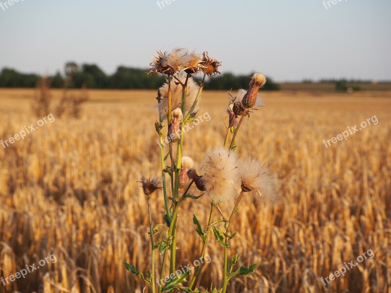 Weeds Barley Barley Field Free Photos