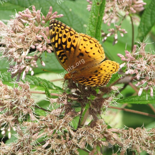 Butterfly Pearl Crescent Wild Flower Free Photos