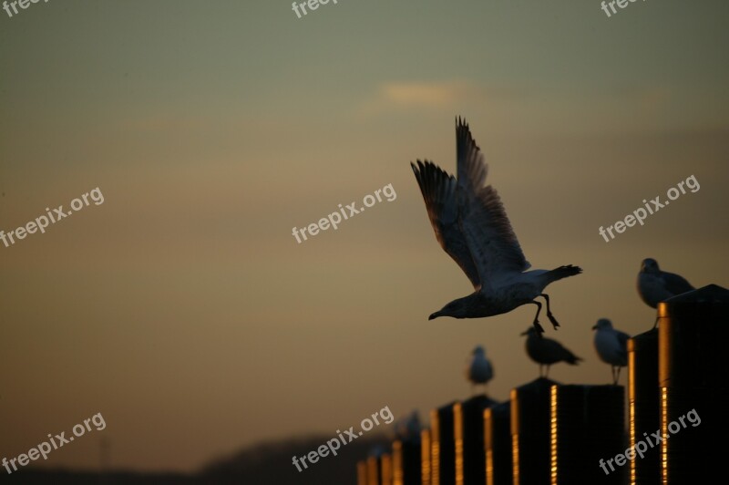 Bird Sea Gull Beach Gull Wing