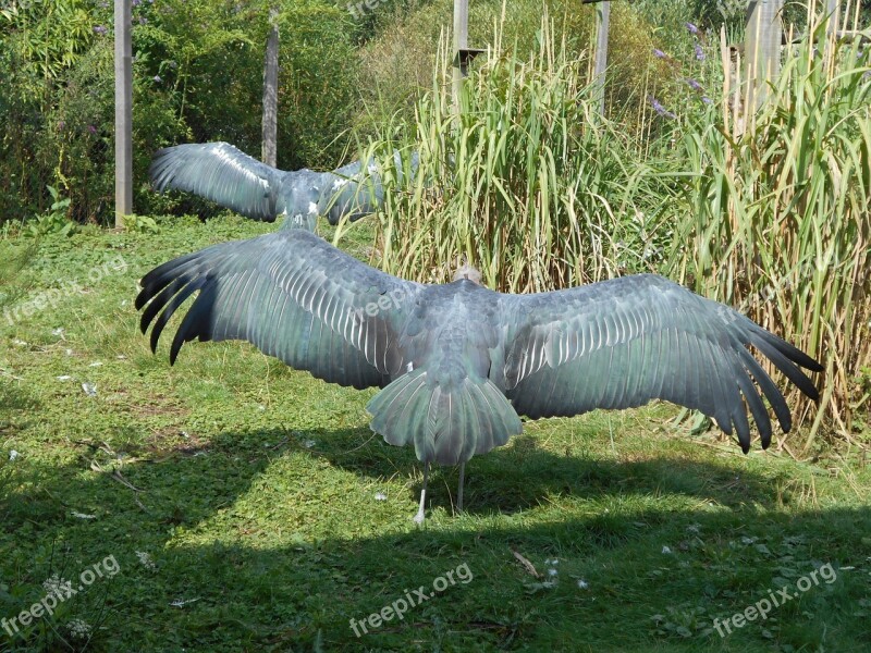 Bird Wings Nature Vulture Grey