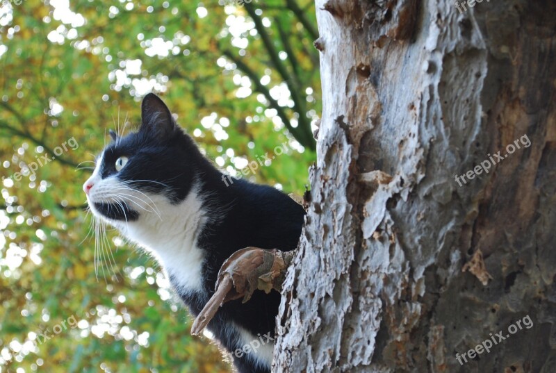 Cat Hunting Hunt Mieze Domestic Cat