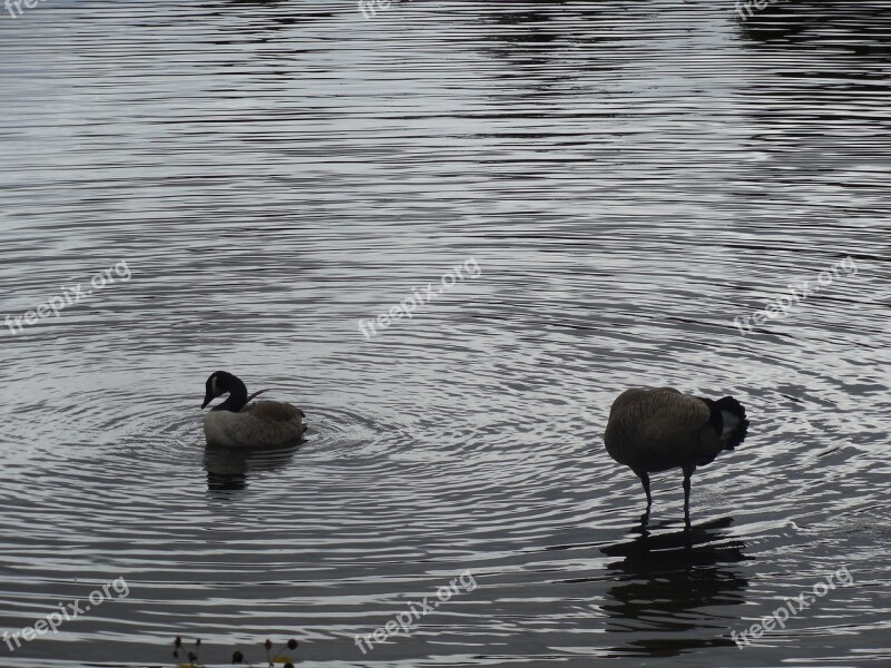 Geese Lake Water Nature Goose