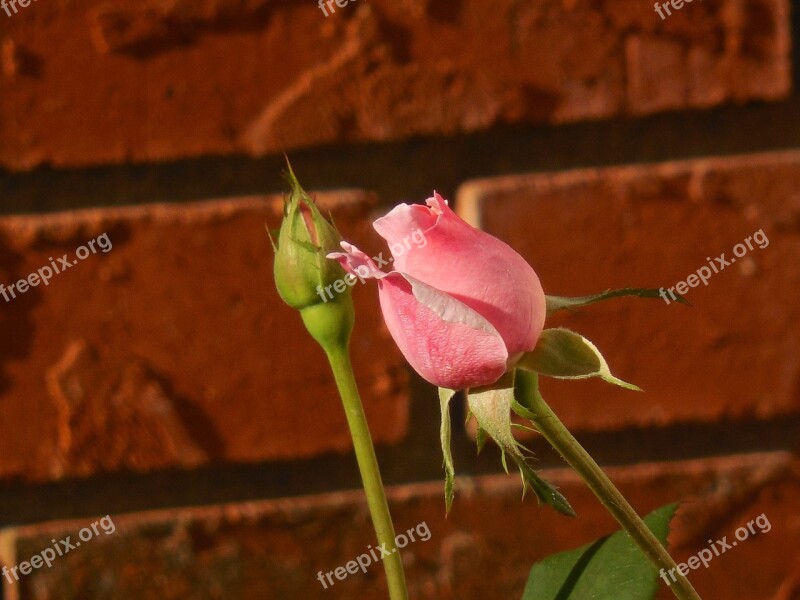 Rose Bud Flower Floral Rose Blossom