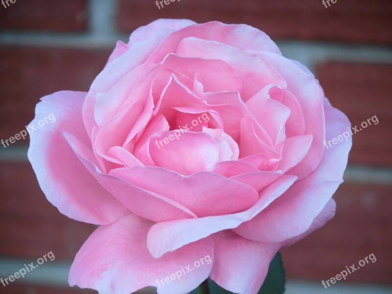 Rose Bloom Flower Rose Bloom Blossom