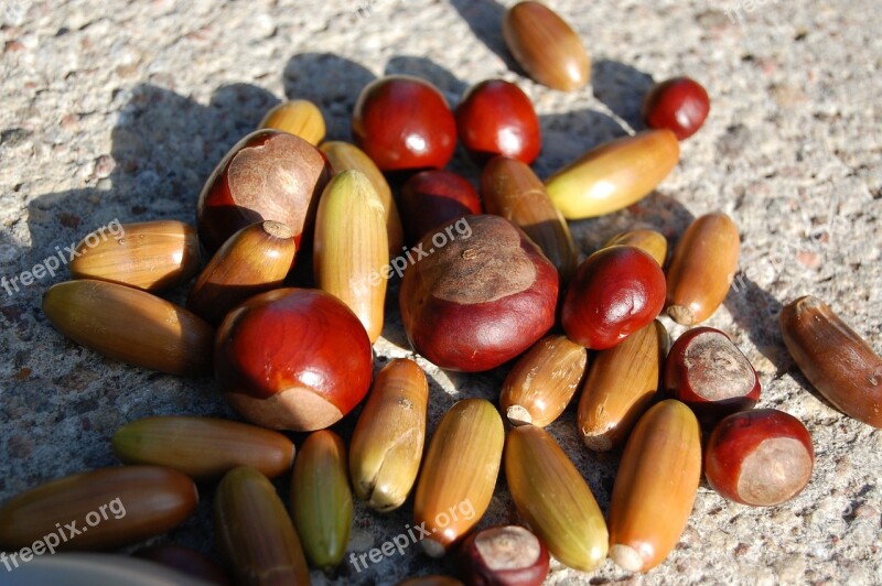 Chestnuts Acorns Autumn Background Macro