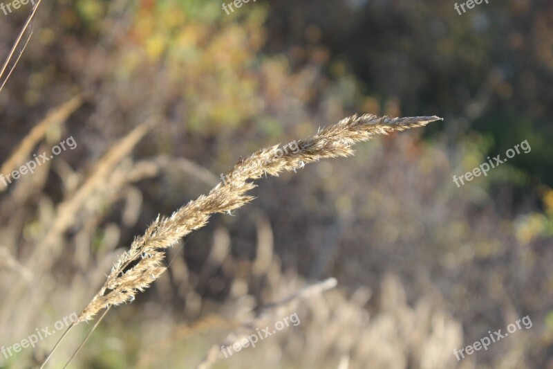 Halm Grass Meadow Close Up Autumn