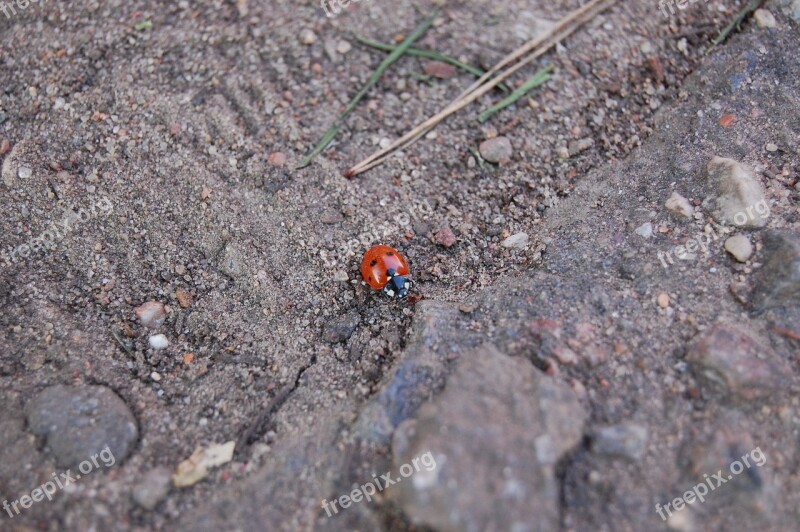 Ladybird Macro Small Nature Free Photos