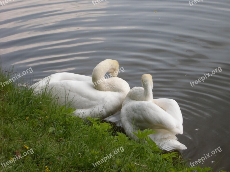 Swans White Bird Lake Water Free Photos