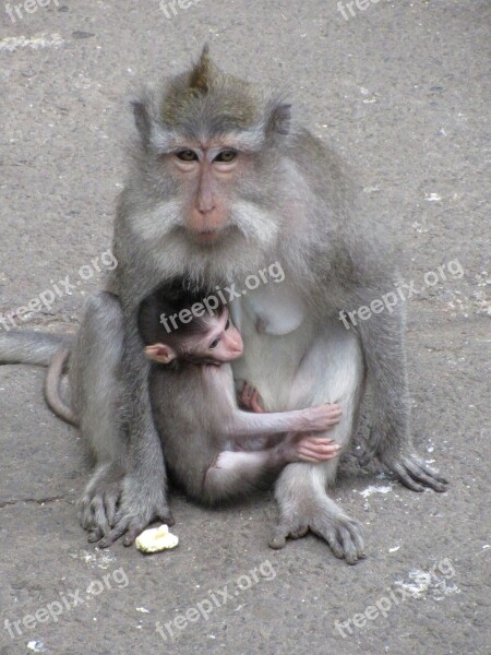 Monkey Baby Monkey Macaque Primates Ape