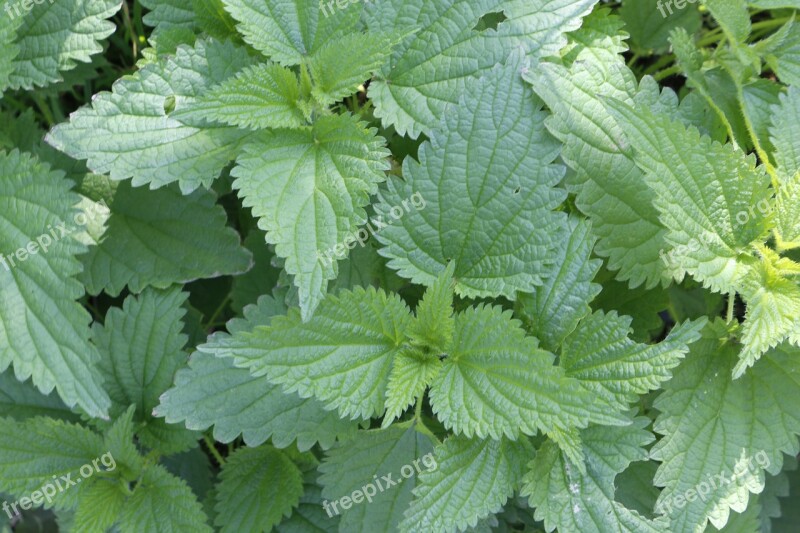 Fresh Nettle Nature Plant Green