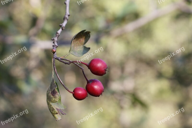 Dog Rose Plant Nature Autumn Rd Berries