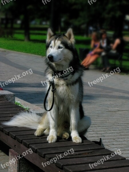 Husky Dog Animal Pets Man's Best Friend