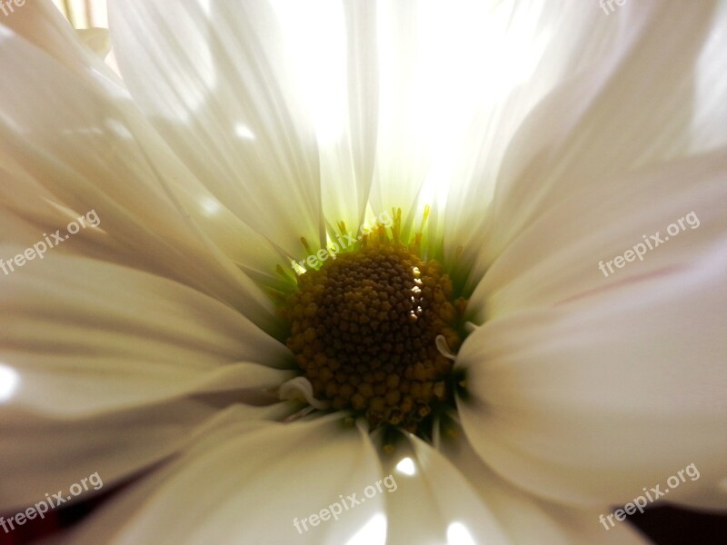 Flower White Flower Nature Pollen Macro