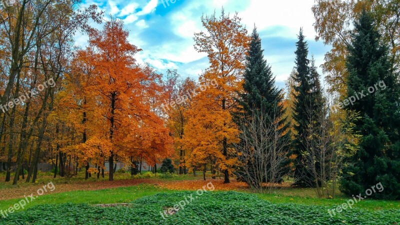 Tree Foliage Autumn Nature Park