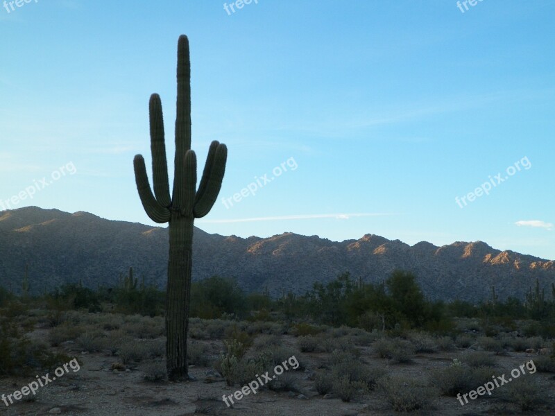 Cactus Desert West Western Nature