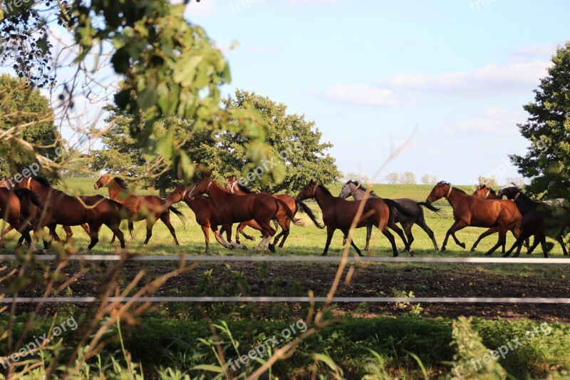 Horses Flock Pasture Paddock Coupling