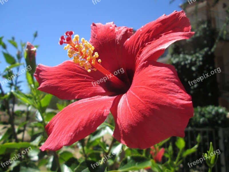 Arizona Cactus Arid Flower Red