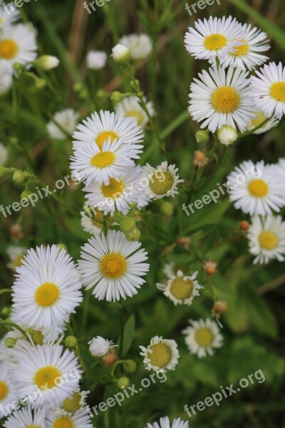 Wild Flowers Flower Meadow Flowers Plant Flora