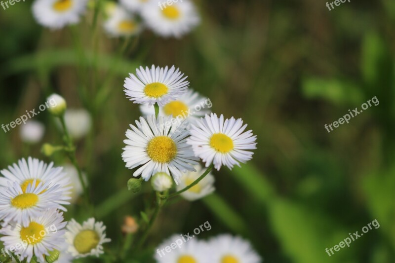 Wild Flowers Meadow Flowers Nature Daisies