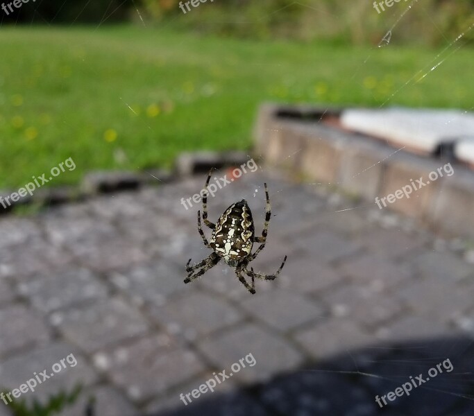 Spider Close Up Web Cobweb Yellow