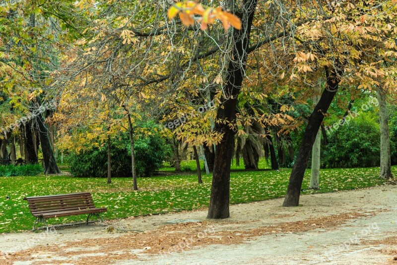 Autumn Green Garden Nature Leaves