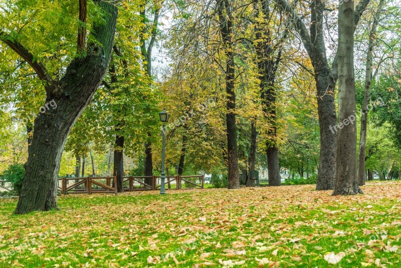 Autumn Green Garden Nature Leaves