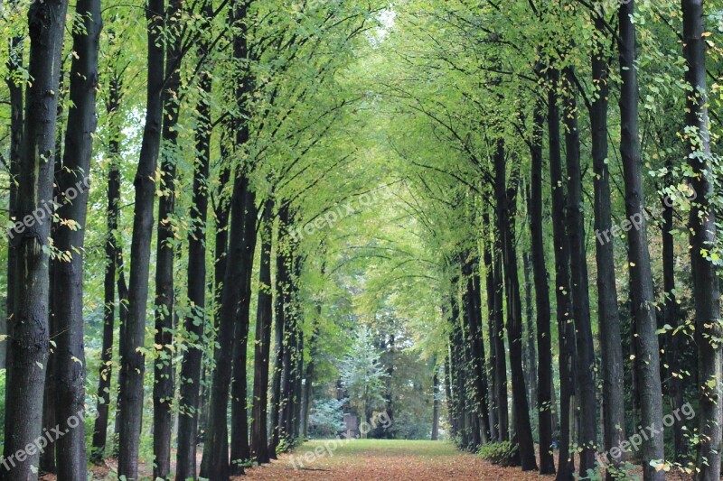 Avenue Autumn Landscape Zoom Symmetry