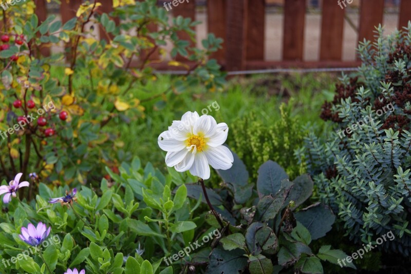 Flower White Flower Nature White Plant