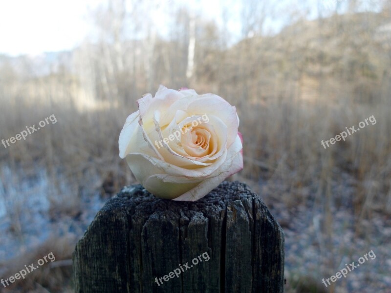 Roses Landscape Blossom Bloom Nature