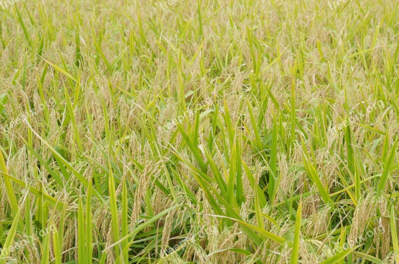 Rice Golden Yellow Site Agriculture Plant