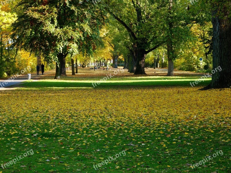 Branch Tree Leaf Leaves Colorful