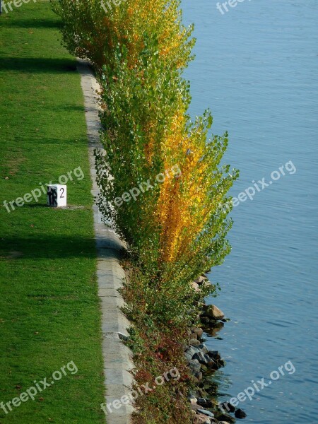 Branch Tree Leaf Leaves Colorful