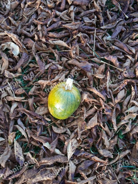 Fall Squash Leaves Pumpkin Free Photos