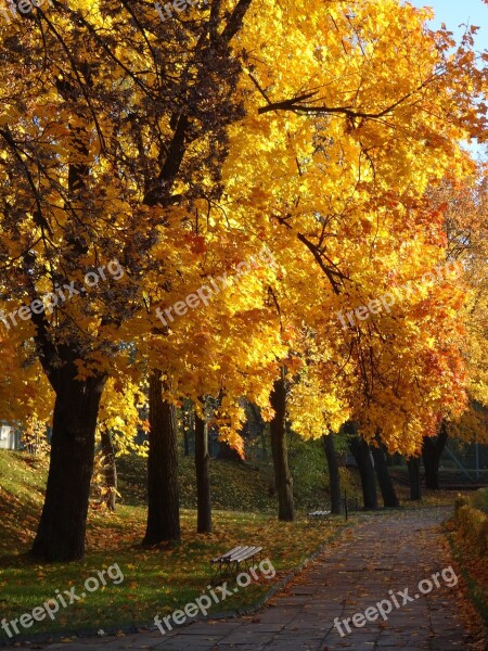 Olkusz Poland Tree Park Autumn