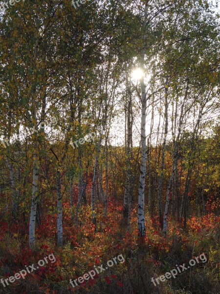 Tree Birch Nature Landscape Autumn