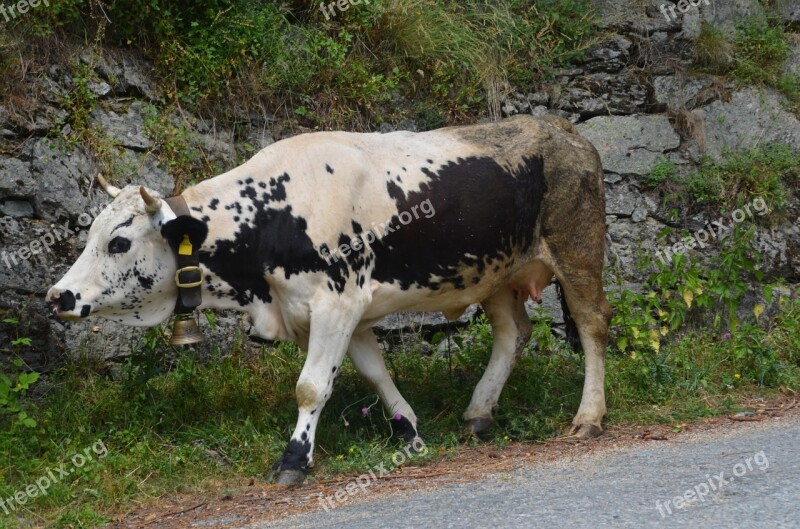 Animal Cattle Cow Road Domestic Animals