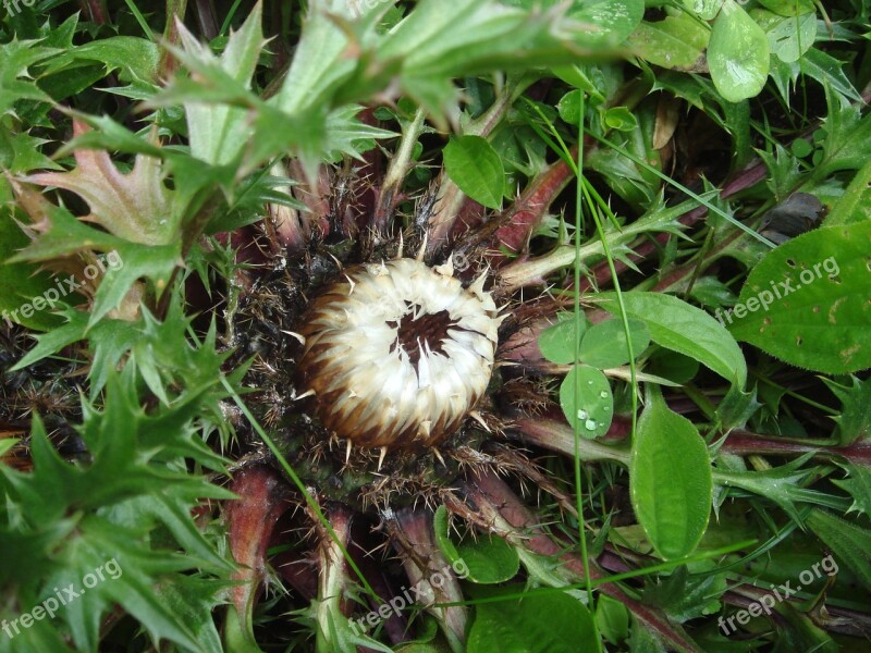 Thistle Plant Nature Wild Flower Alpine Thistle