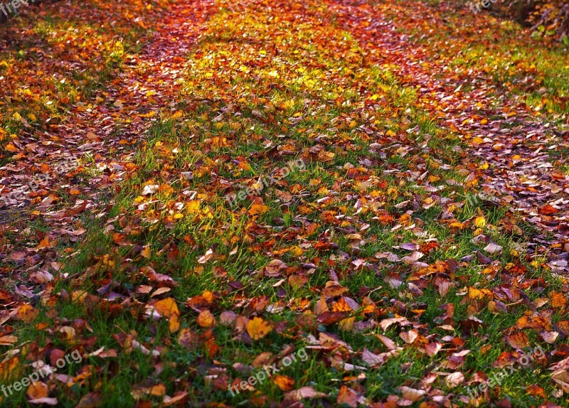 Fall Foliage Golden Autumn Autumn Leaves Leaves In The Autumn