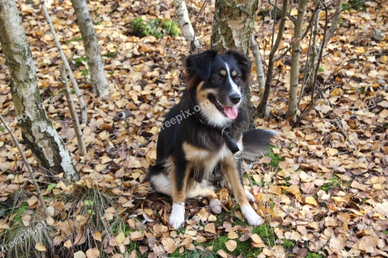 Australia Shepherd Dog Loving Of Course Attention Dog Look