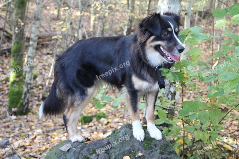 Australia Shepherd Stone Dog Mindful Free Photos