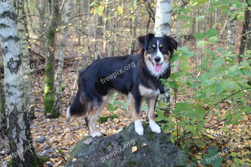 Australia Shepherd Purebred Dog Three Coloured Furry Animal