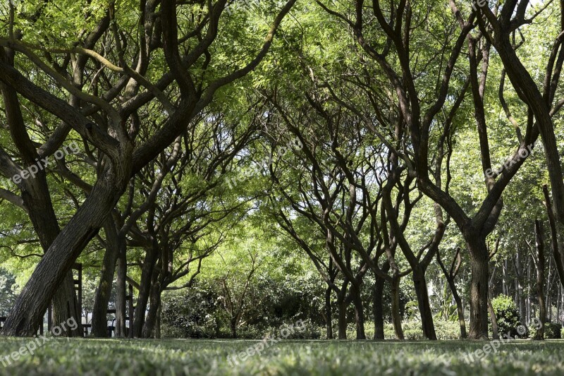 Trees Nature Bosque Natural Tree Planting