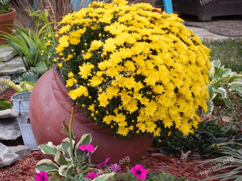 Clay Pot Flowers Clay Pot Pottery