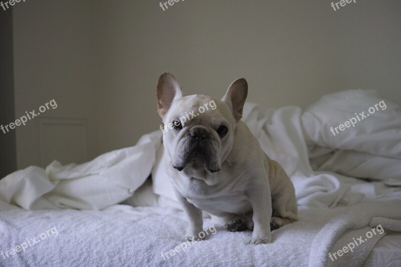 Dog Cute French Bulldog Free Photos