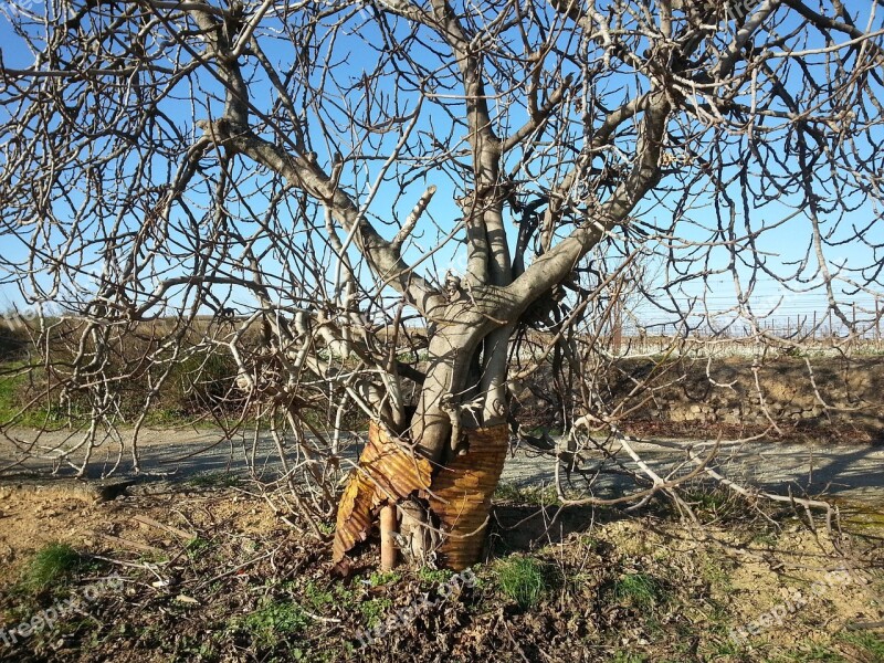 Tree Barrel Vine Free Photos