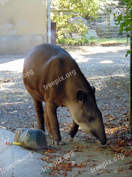 Animal Tapir Zoo Free Photos