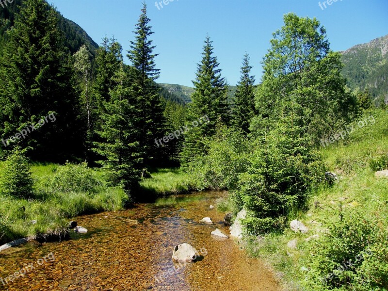 Creek Trees Upa The Giant Mountains Water