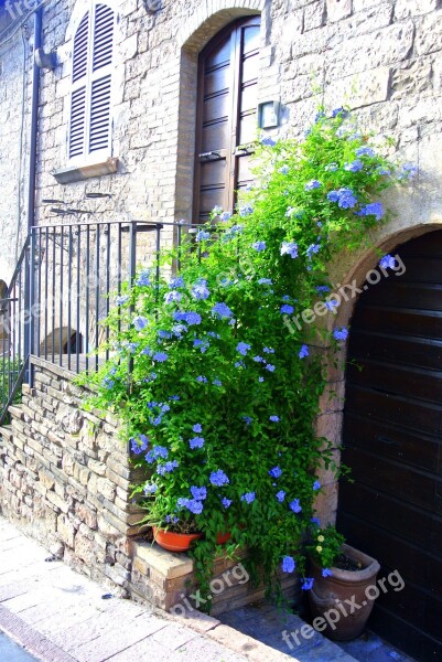 Italy Flowers Country Plant Assisi