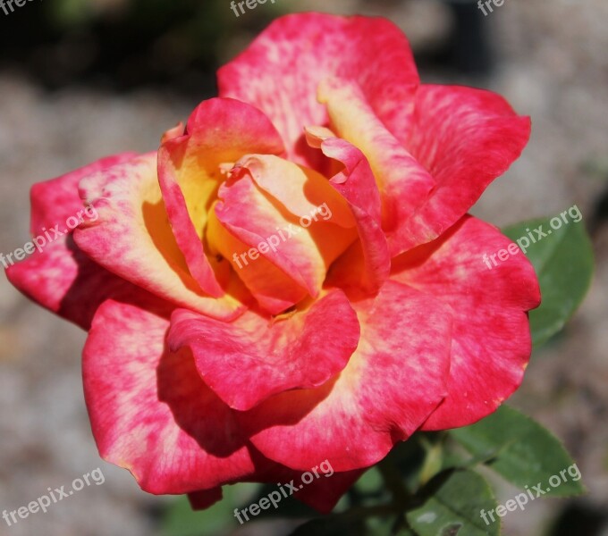 Red Rose Yellow Rose Multicolored Petal Flower