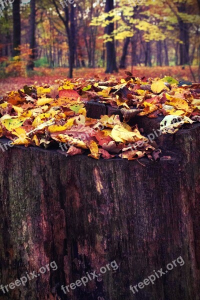 Tree Stump Log Forest Nature Tree